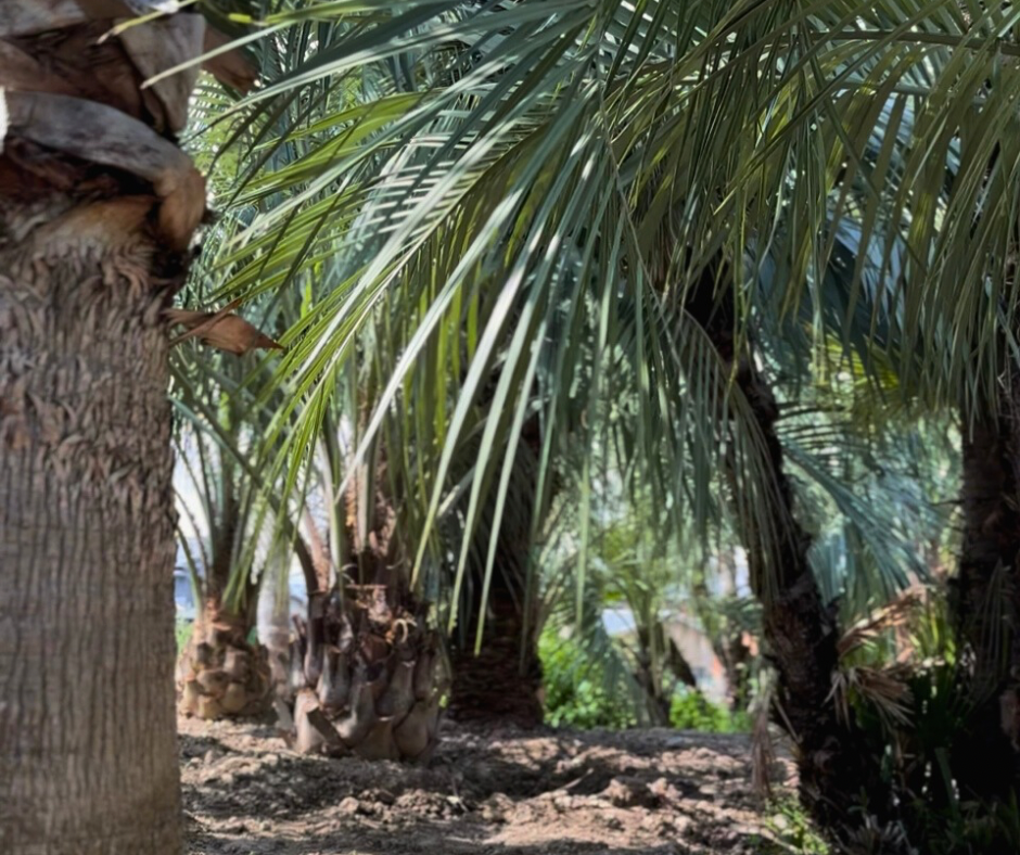 岐阜の外構・エクステリア専門店ラウレア おしゃれ かっこいい 素敵 庭 ココスヤシ ヤシの木 リゾートスタイル ホテルライク 高級 豪華 ラグジュアリー