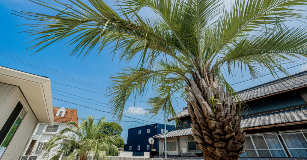 岐阜の外構・エクステリア専門店ラウレア おしゃれ かっこいい 素敵 庭 ココスヤシ ヤシの木 リゾートスタイル ホテルライク 高級 豪華 ラグジュアリー